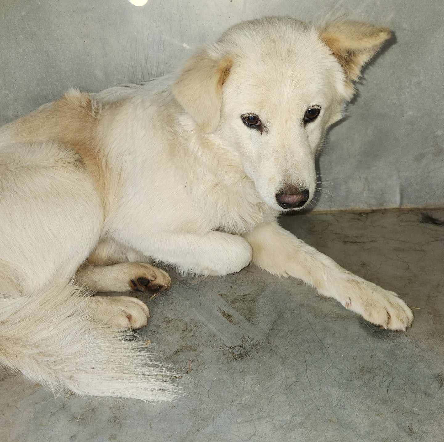 보호중 믹스견의 가…